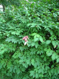 Scarlet Bush Beside the Garage