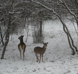 Deer at Story, Wyoming